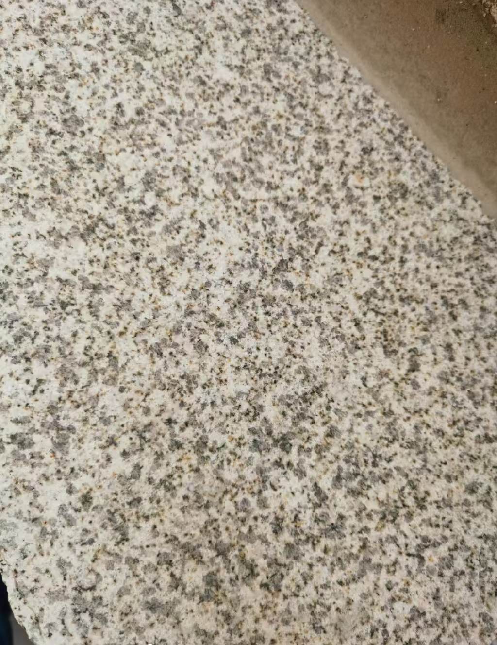 洛阳 黄金麻中黄光面